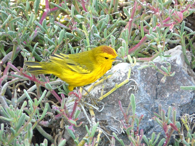 Yellow Warbler