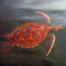 Sea Turtle Elizabeth Bay