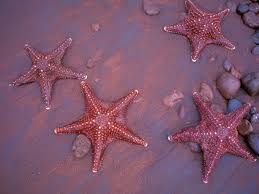 Sea Stars on Rabida beach