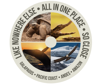 All you need is Ecuador